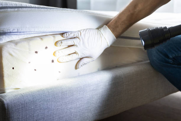 Best Bed Bug Extermination  in Huntington, VA