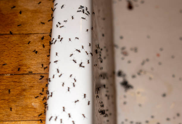 Best Emergency Pest Control  in Huntington, VA